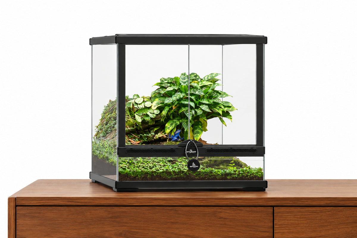 Terratlantis Smart Line 45 × 45 × 45cm black glass aquaterrarium
