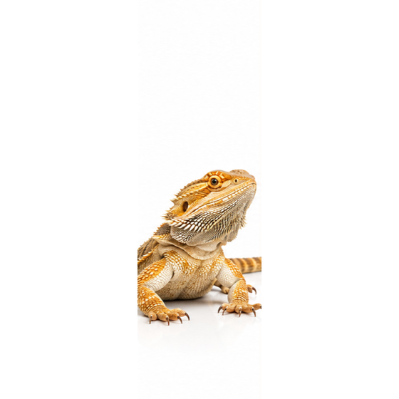 Reptiles