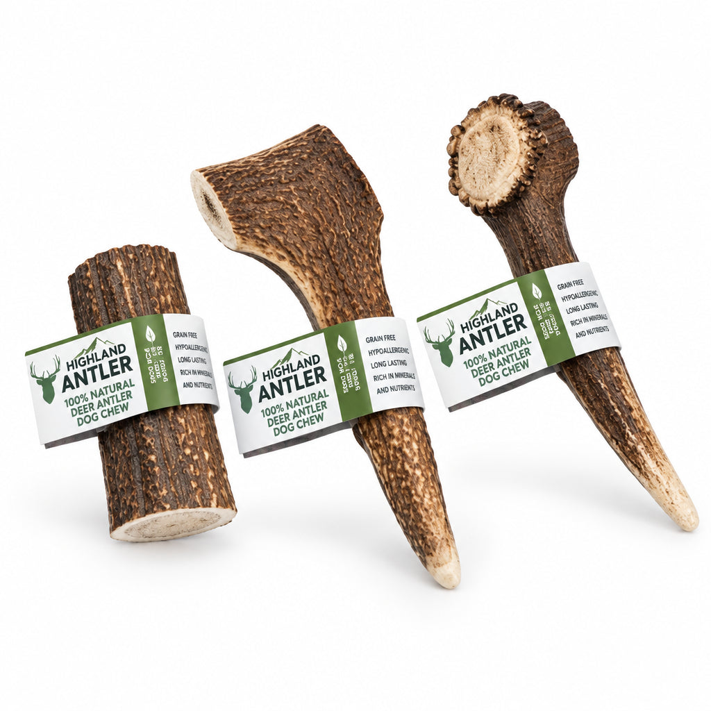 Nova Highland natural deer antler dog chew in Large size