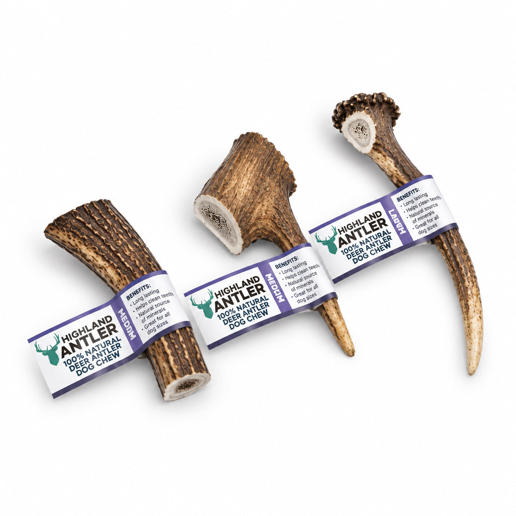 Nova Highland natural deer antler dog chew in Medium size