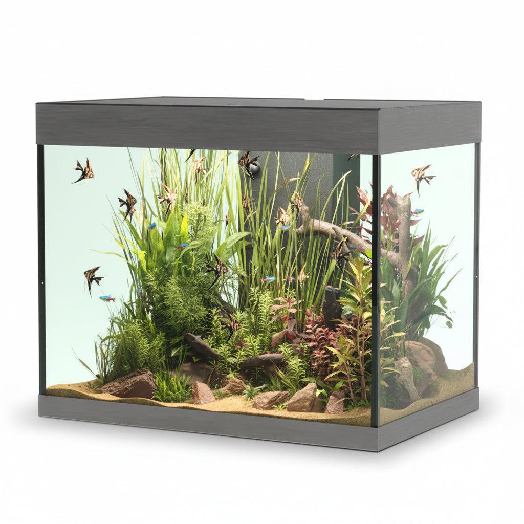 Fish tank with aquatic plants and fish on a white background