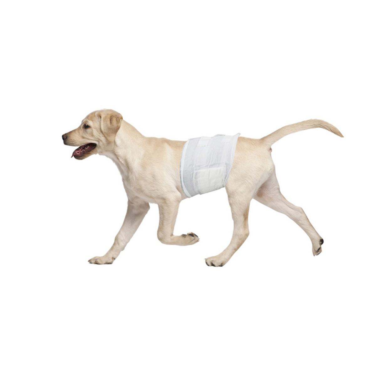 Large white disposable male dog diaper wrap worn by a yellow Labrador retriever for leak-proof protection.