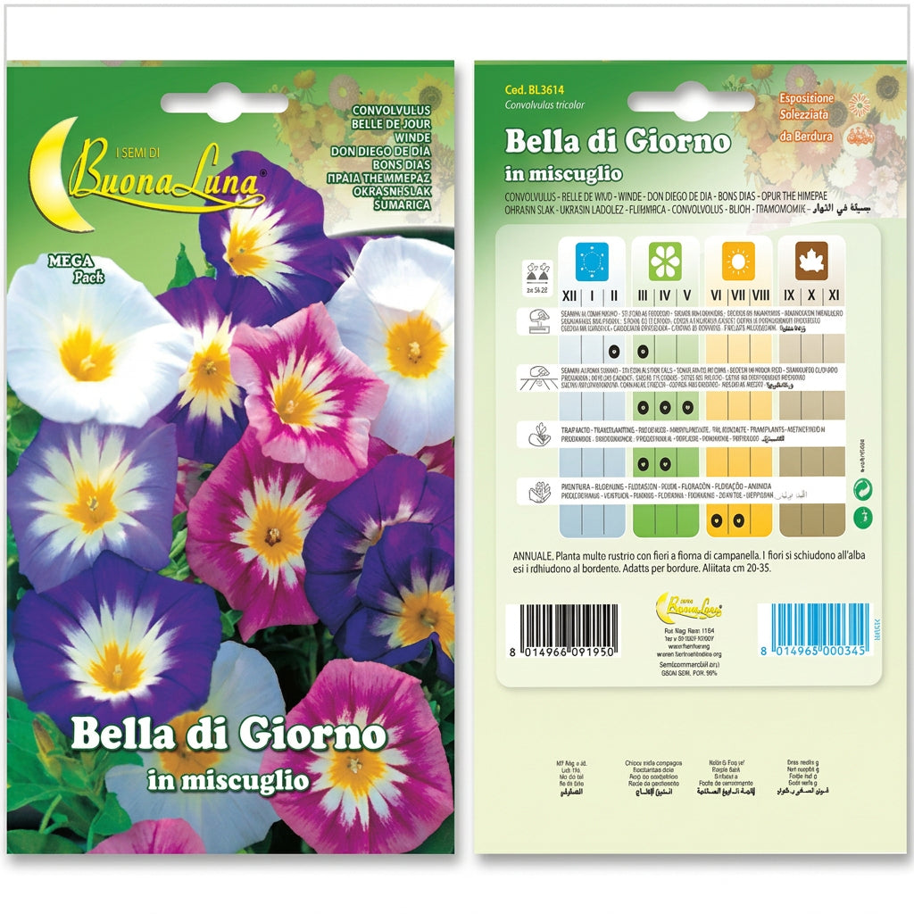 Hortus Dwarf Morning Glory Mix Seeds – Bella di Giorno