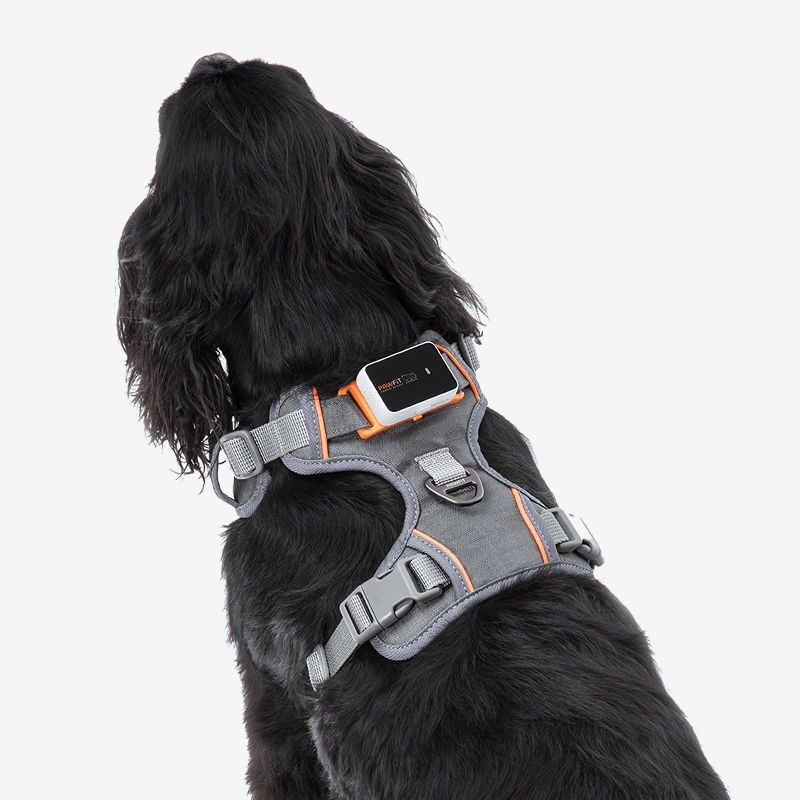 Pawfit 3 Dog Large Kit | Premium Heavy Duty Dog Tracker Bundle