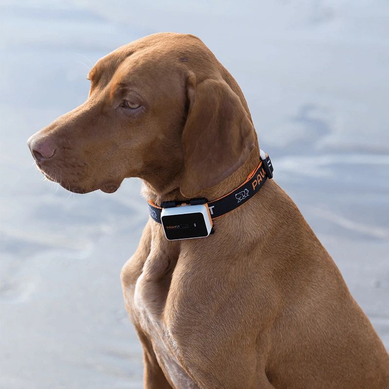 Pawfit 3 GPS Dog Tracker The ultimate Waterproof & Adventure-proof GPS tracker.