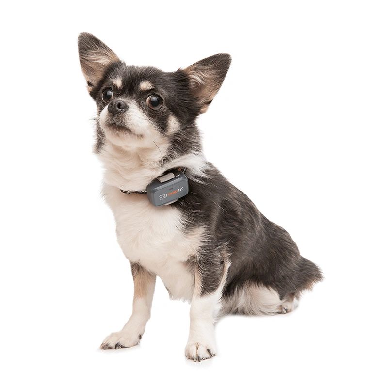 Pawfit Lite Dog Kit | Ultra-Light GPS Tracker & Bottle Bundle